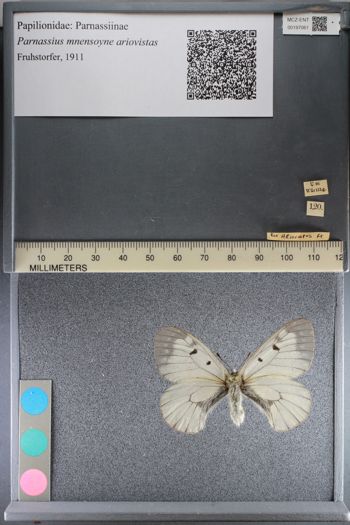 Media type: image;   Entomology 197061